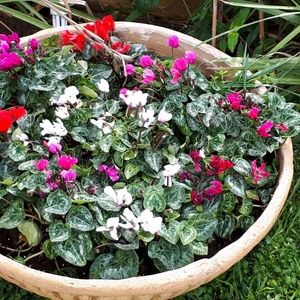 Meet your Posher, Shelly